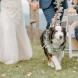 Pet Wedding